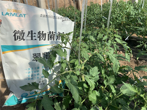 微生物菌劑廠家,微生物菌劑,翠姆微生物菌劑 微生物菌劑廠家,微生物菌劑,翠姆微生物菌劑