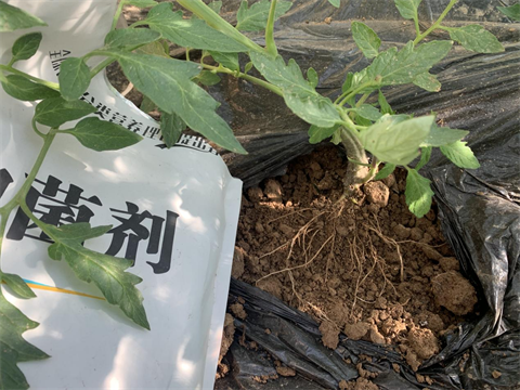 微生物菌劑廠家,微生物菌劑,翠姆微生物菌劑 微生物菌劑廠家,微生物菌劑,翠姆微生物菌劑