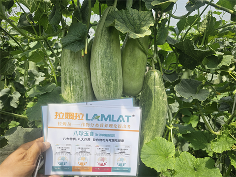 水溶肥品牌,甜瓜種植,拉姆拉水溶肥 水溶肥品牌,甜瓜種植,拉姆拉水溶肥