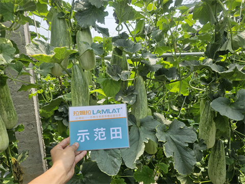 水溶肥品牌,甜瓜種植,拉姆拉水溶肥 水溶肥品牌,甜瓜種植,拉姆拉水溶肥