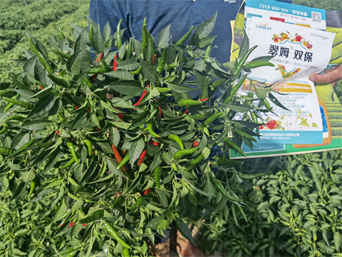 進口水溶肥,辣椒種植,拉姆拉水溶肥 進口水溶肥,辣椒種植,拉姆拉水溶肥