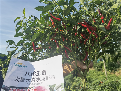 進口水溶肥,辣椒種植,拉姆拉水溶肥 進口水溶肥,辣椒種植,拉姆拉水溶肥