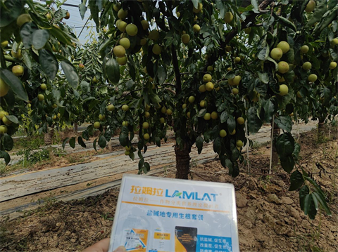 水溶肥品牌,冬棗種植,伯示麥水溶肥 水溶肥品牌,冬棗種植,伯示麥水溶肥