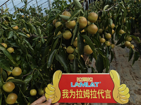 水溶肥品牌,冬棗種植,伯示麥水溶肥 水溶肥品牌,冬棗種植,伯示麥水溶肥