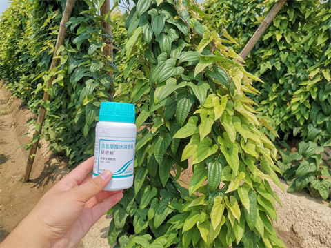 除草劑藥害,山藥種植,拉姆拉安碧解 除草劑藥害,山藥種植,拉姆拉安碧解