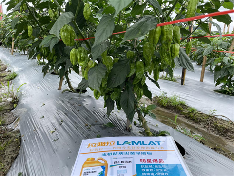 水溶肥廠家,工業(yè)辣椒種植,翠姆水溶肥 水溶肥廠家,工業(yè)辣椒種植,翠姆水溶肥