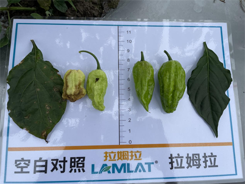 水溶肥廠家,工業(yè)辣椒種植,翠姆水溶肥 水溶肥廠家,工業(yè)辣椒種植,翠姆水溶肥