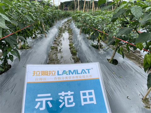 水溶肥廠家,工業(yè)辣椒種植,翠姆水溶肥 水溶肥廠家,工業(yè)辣椒種植,翠姆水溶肥