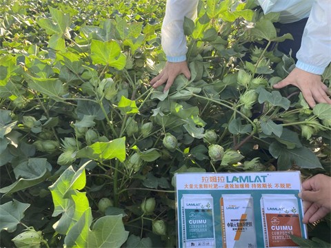 水溶肥廠家,棉花種植,翠姆水溶肥 水溶肥廠家,棉花種植,翠姆水溶肥