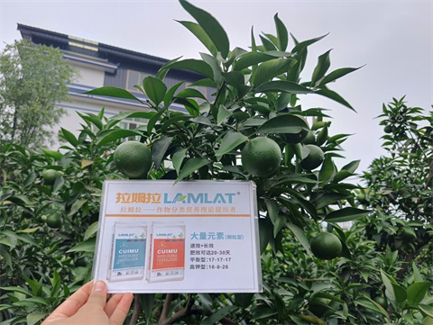 柑橘施肥,顆粒水溶肥,翠姆水溶肥 柑橘施肥,顆粒水溶肥,翠姆水溶肥