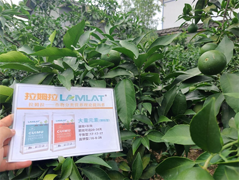 柑橘施肥,顆粒水溶肥,翠姆水溶肥 柑橘施肥,顆粒水溶肥,翠姆水溶肥