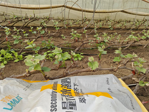 水溶肥品牌,葡萄施肥,翠姆水溶肥 水溶肥品牌,葡萄施肥,翠姆水溶肥