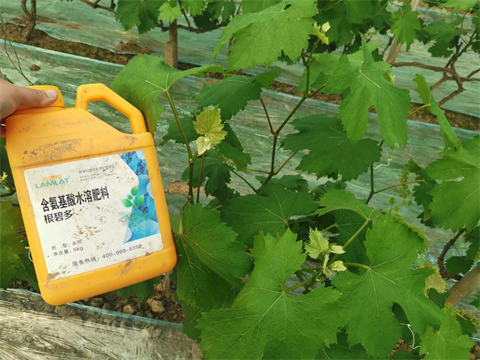水溶肥品牌,葡萄施肥,翠姆水溶肥 水溶肥品牌,葡萄施肥,翠姆水溶肥