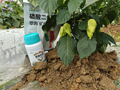 水溶肥廠家,工業(yè)辣椒種植,拉姆拉水溶肥 水溶肥廠家,工業(yè)辣椒種植,拉姆拉水溶肥