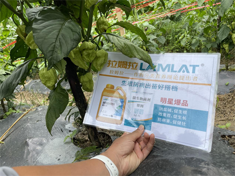 水溶肥廠家,工業(yè)辣椒種植,拉姆拉水溶肥 水溶肥廠家,工業(yè)辣椒種植,拉姆拉水溶肥