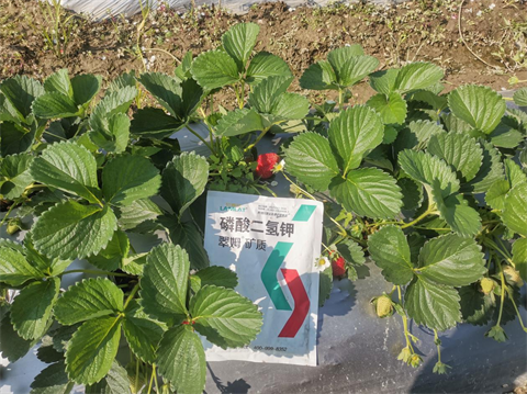 進(jìn)口磷酸二氫鉀,草莓種植,翠姆磷酸二氫鉀 進(jìn)口磷酸二氫鉀,草莓種植,翠姆磷酸二氫鉀