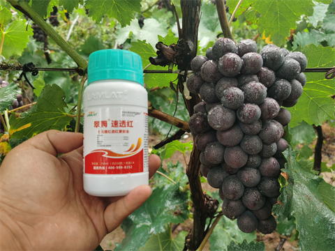 進口水溶肥,葡萄種植,翠姆水溶肥 進口水溶肥,葡萄種植,翠姆水溶肥