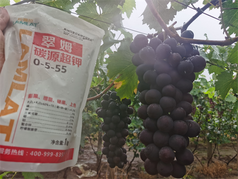 進口水溶肥,葡萄種植,翠姆水溶肥 進口水溶肥,葡萄種植,翠姆水溶肥