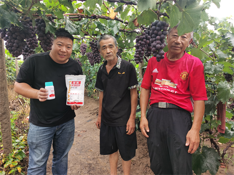 進口水溶肥,葡萄種植,翠姆水溶肥 進口水溶肥,葡萄種植,翠姆水溶肥