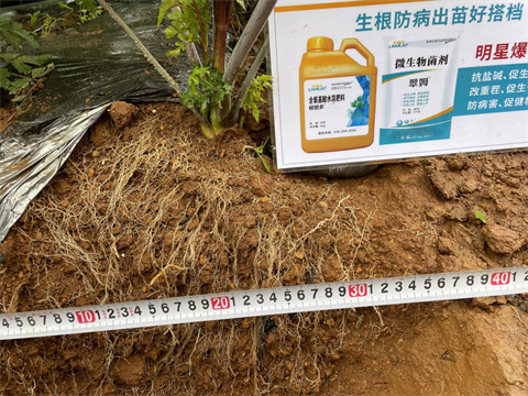 水溶肥廠家,當(dāng)歸種植,翠姆水溶肥 水溶肥廠家,當(dāng)歸種植,翠姆水溶肥