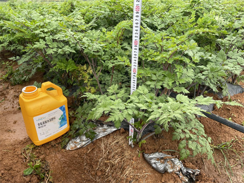 水溶肥廠家,當(dāng)歸種植,翠姆水溶肥 水溶肥廠家,當(dāng)歸種植,翠姆水溶肥