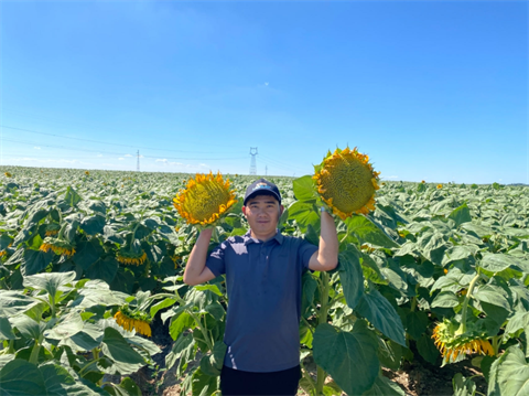 水溶肥品牌,葵花種植,翠姆水溶肥 水溶肥品牌,葵花種植,翠姆水溶肥