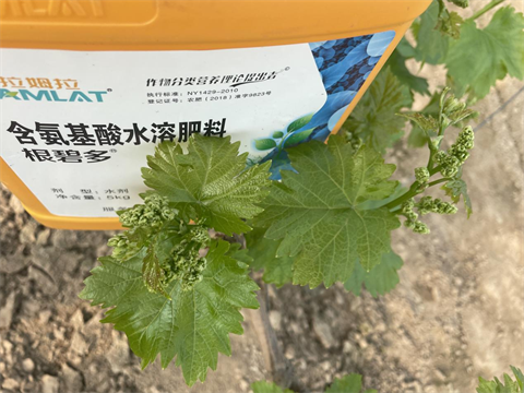 水溶肥品牌,葡萄種植,翠姆水溶肥 水溶肥品牌,葡萄種植,翠姆水溶肥
