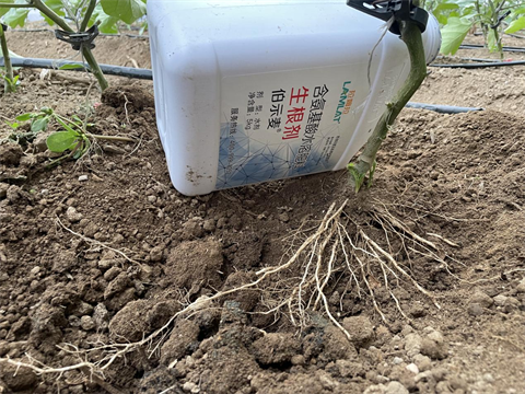 生根劑廠家,大糞燒根,伯示麥水溶肥 生根劑廠家,大糞燒根,伯示麥水溶肥
