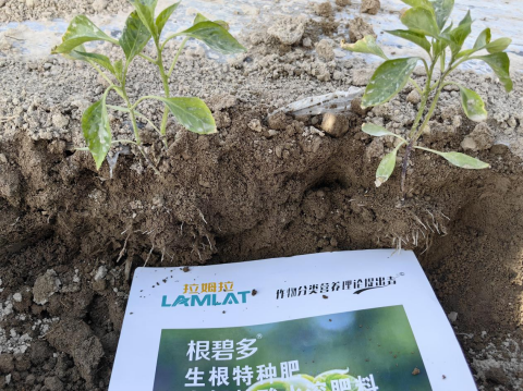 生根劑廠家,翠姆水溶肥,根碧多 生根劑廠家,翠姆水溶肥,根碧多