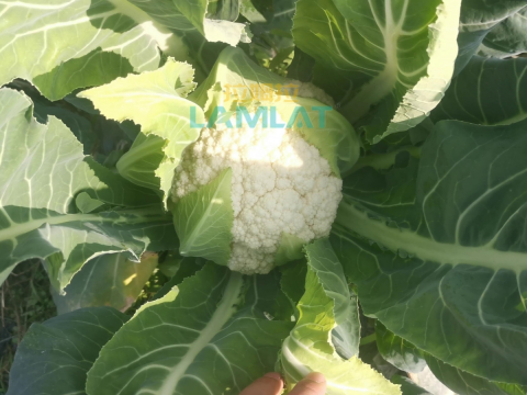 進(jìn)口水溶肥,花菜施肥,翠姆水溶肥 進(jìn)口水溶肥,花菜施肥,翠姆水溶肥