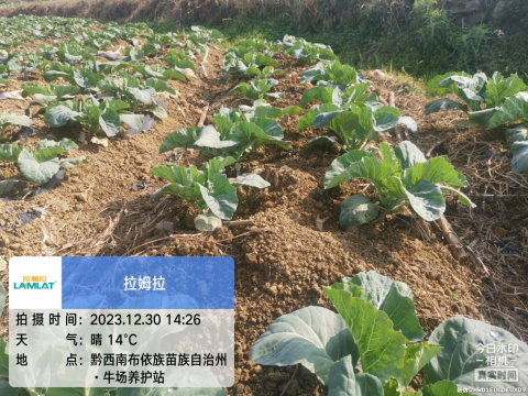 進(jìn)口水溶肥,花菜施肥,翠姆水溶肥 進(jìn)口水溶肥,花菜施肥,翠姆水溶肥