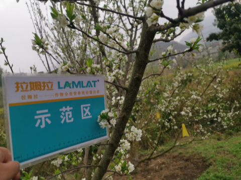 水溶肥廠家,蜂糖李施肥,翠姆水溶肥 水溶肥廠家,蜂糖李施肥,翠姆水溶肥