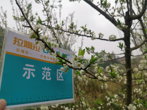 水溶肥廠家,蜂糖李施肥,翠姆水溶肥 水溶肥廠家,蜂糖李施肥,翠姆水溶肥