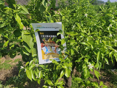 進(jìn)口水溶肥,柑橘種植,翠姆水溶肥 進(jìn)口水溶肥,柑橘種植,翠姆水溶肥