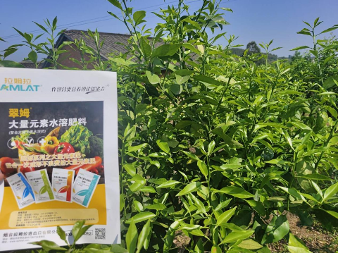 進(jìn)口水溶肥,柑橘種植,翠姆水溶肥 進(jìn)口水溶肥,柑橘種植,翠姆水溶肥