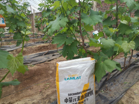 水溶肥廠家,果樹施肥,翠姆水溶肥 水溶肥廠家,果樹施肥,翠姆水溶肥