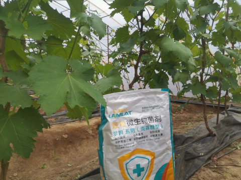 水溶肥廠家,果樹施肥,翠姆水溶肥 水溶肥廠家,果樹施肥,翠姆水溶肥