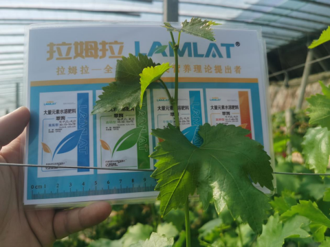 水溶肥品牌,葡萄種植,翠姆水溶肥 水溶肥品牌,葡萄種植,翠姆水溶肥