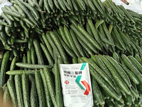 進(jìn)口水溶肥,黃瓜種植,翠姆水溶肥 進(jìn)口水溶肥,黃瓜種植,翠姆水溶肥