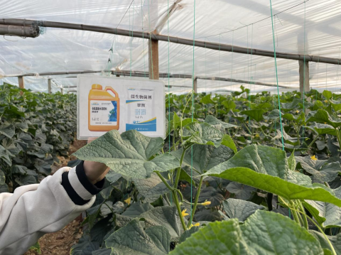 進(jìn)口水溶肥,黃瓜種植,翠姆水溶肥 進(jìn)口水溶肥,黃瓜種植,翠姆水溶肥