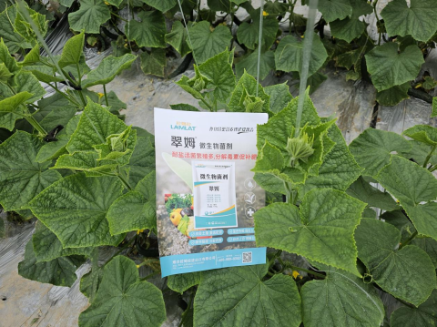 進(jìn)口水溶肥,黃瓜種植,翠姆水溶肥 進(jìn)口水溶肥,黃瓜種植,翠姆水溶肥