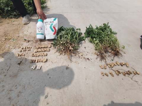 葉面肥廠家,花生種植,翠姆水溶肥 葉面肥廠家,花生種植,翠姆水溶肥