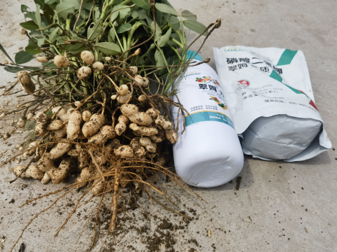 葉面肥廠家,花生種植,翠姆水溶肥 葉面肥廠家,花生種植,翠姆水溶肥