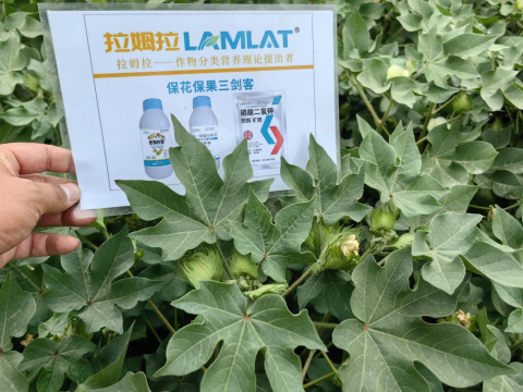 葉面肥廠家,棉花種植,翠姆水溶肥 葉面肥廠家,棉花種植,翠姆水溶肥