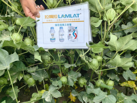 葉面肥廠家,棉花種植,翠姆水溶肥 葉面肥廠家,棉花種植,翠姆水溶肥