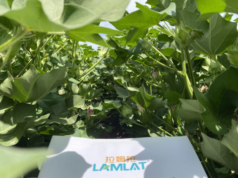 葉面肥廠家,棉花種植,翠姆水溶肥 葉面肥廠家,棉花種植,翠姆水溶肥