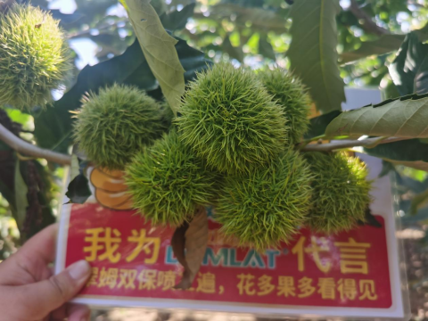 水溶肥廠家,板栗種植,翠姆水溶肥 水溶肥廠家,板栗種植,翠姆水溶肥