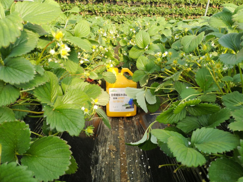 水溶肥廠家,魚蛋白水溶肥,翠姆水溶肥 水溶肥廠家,魚蛋白水溶肥,翠姆水溶肥