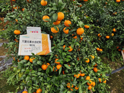 水溶肥廠家,柑橘轉(zhuǎn)色,翠姆水溶肥 水溶肥廠家,柑橘轉(zhuǎn)色,翠姆水溶肥