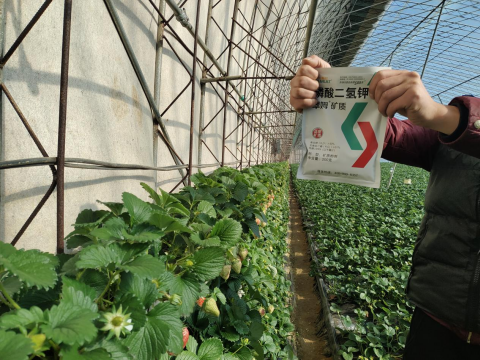 水溶肥廠家,草莓種植,翠姆水溶肥 水溶肥廠家,草莓種植,翠姆水溶肥